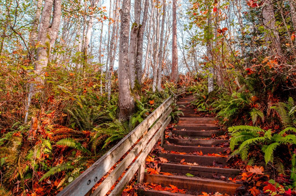Fall foliage along Discovery Park steps
