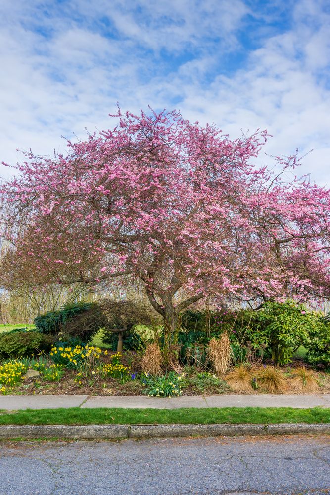 Beautiful tree in Hamilton Viewpoint Park