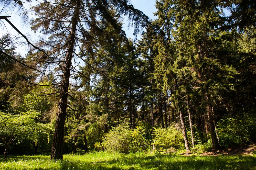 Lush greenery of Lincoln Park