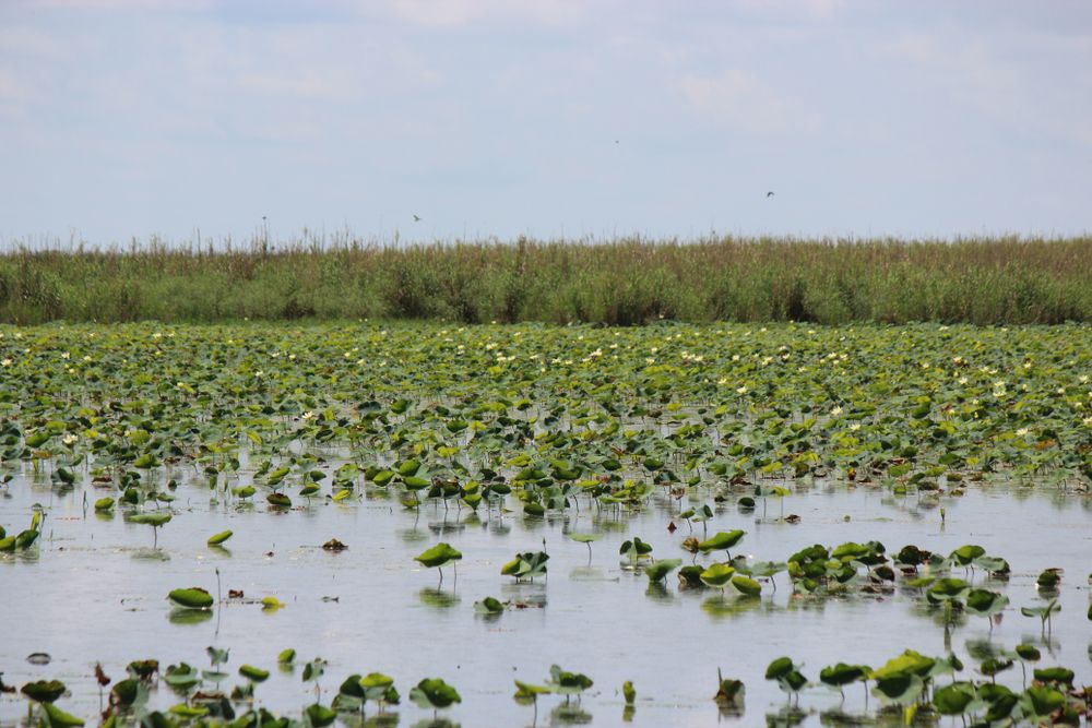 Coastal marsh at Anahuac National Wildlife Refuge