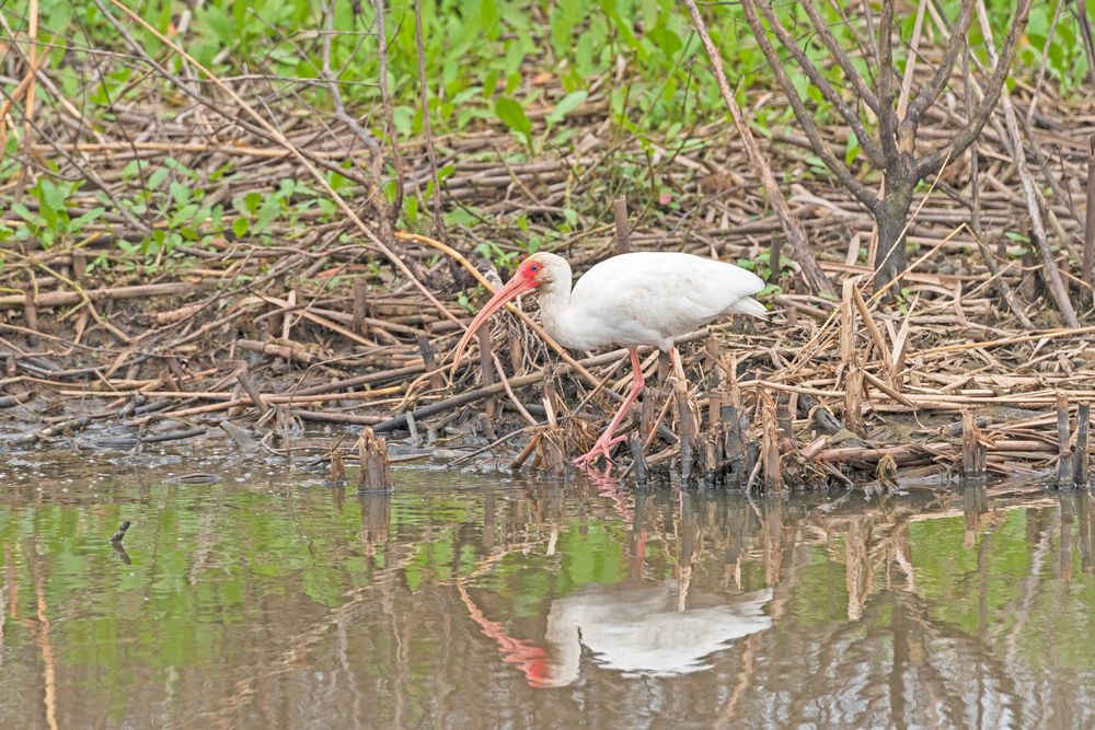 An ibis at Anahuac National Wildlife Refuge