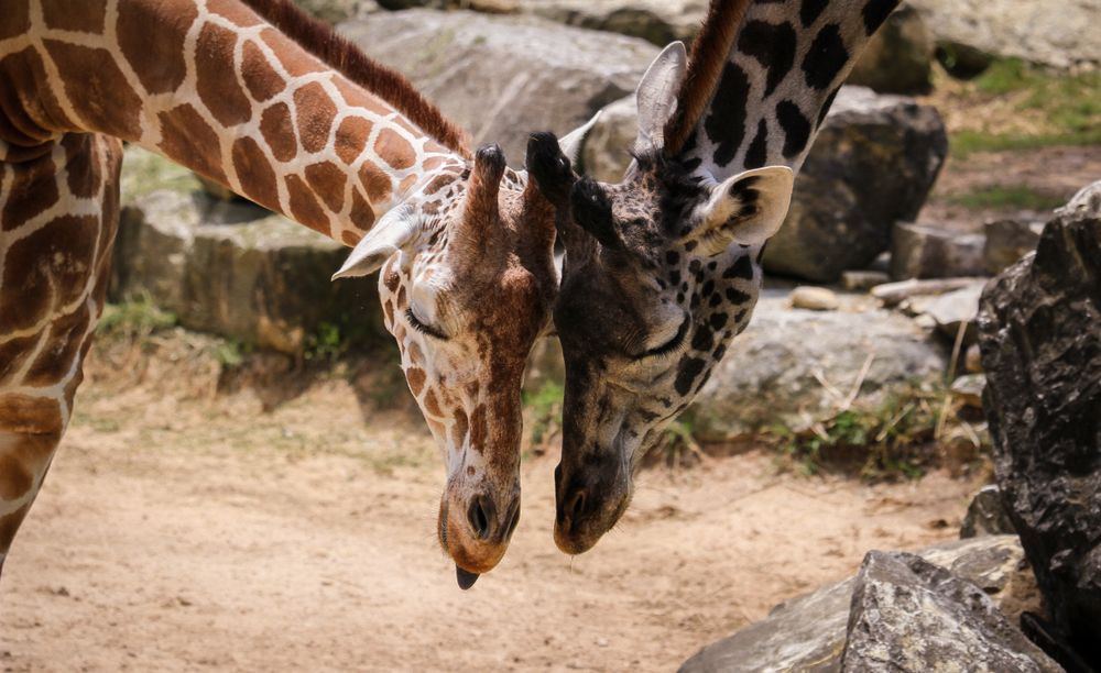 Giraffe at Cameron Park Zoo