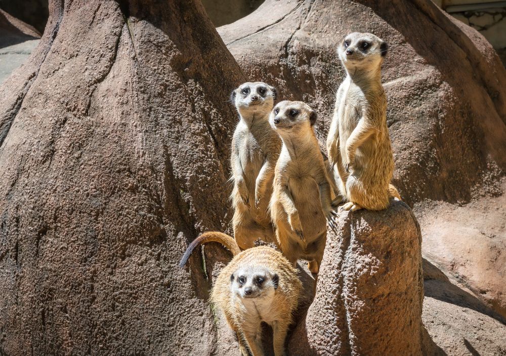 Lemurs at Cameron Park Zoo