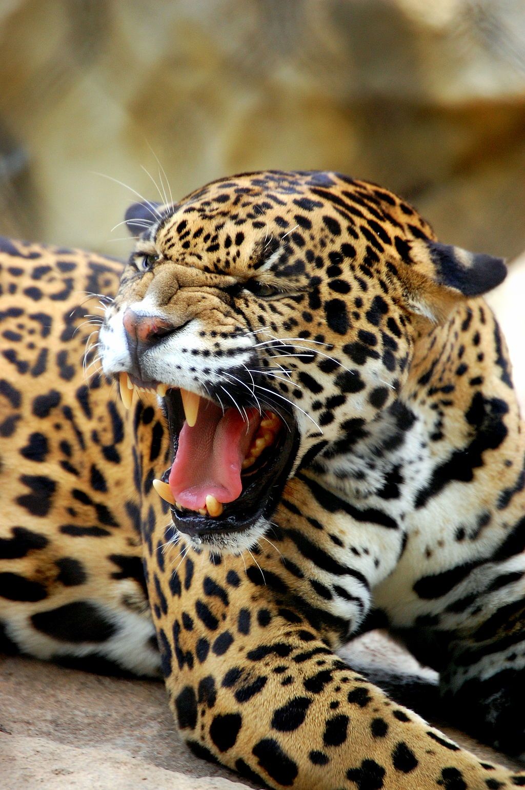 Jaguar at Cameron Park Zoo