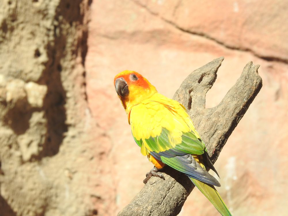 A bird at Cameron Park Zoo