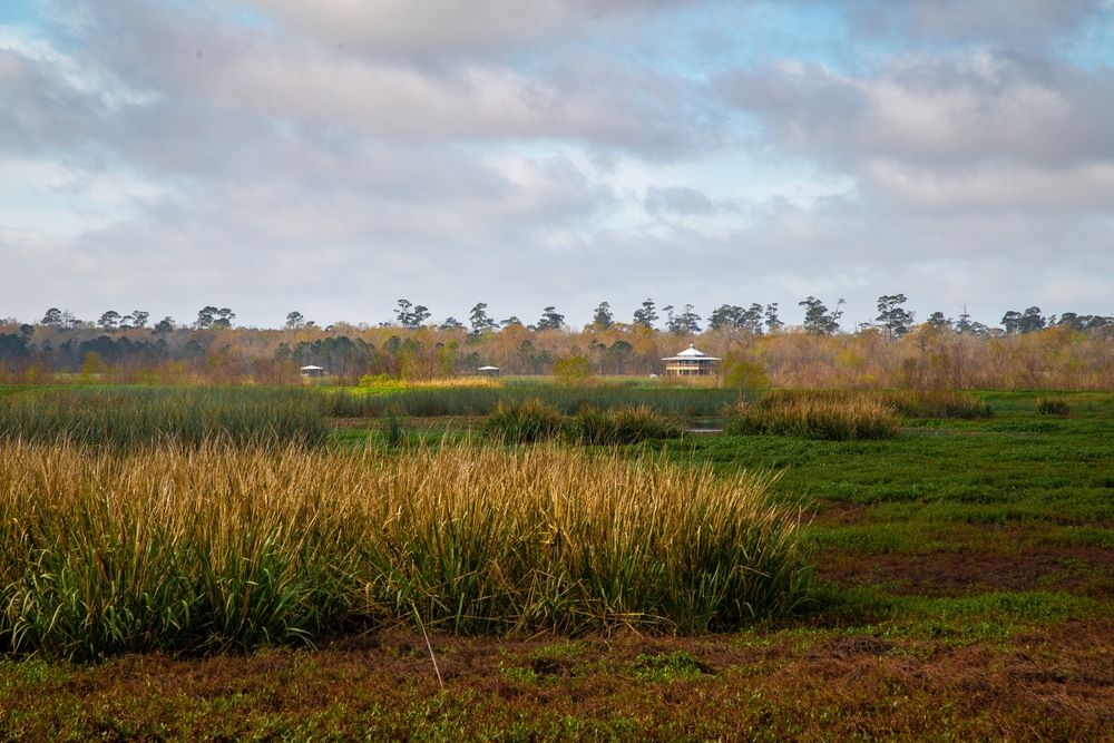 Landscape of Cattail Marsh Scenic Wetlands