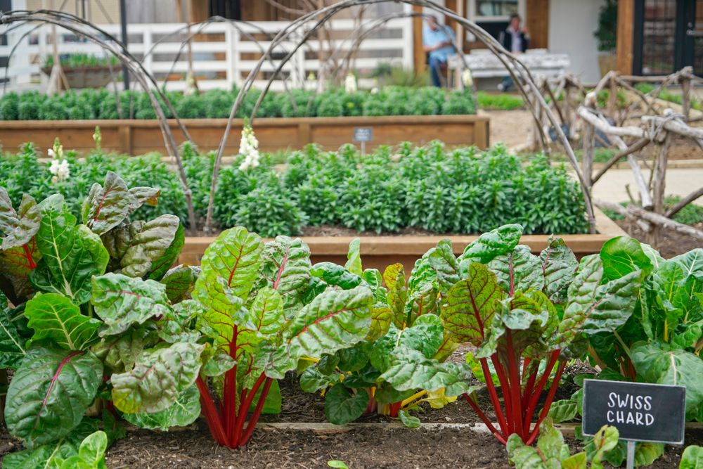 Swiss chard for sale in Magnolia Market at the Silos