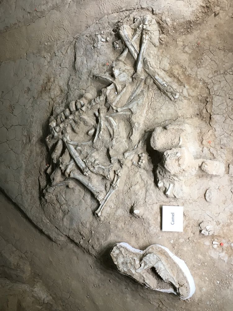 Fossils in Waco Mammoth National Monument