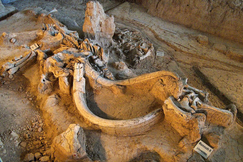 Mammoth remains in Waco Mammoth National Monument