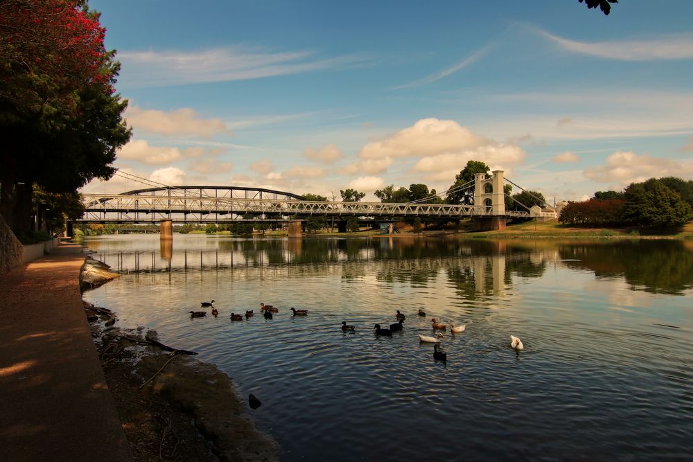 Ducks swimming under the Waco Suspension Bridge