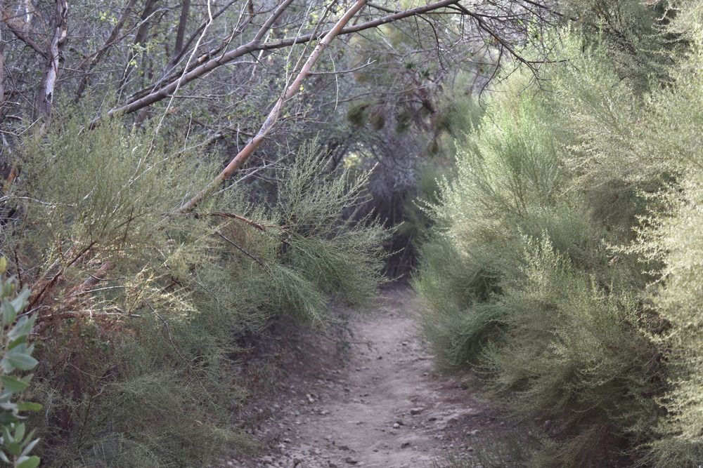 Nature trail at Mishe Mokwa Trail