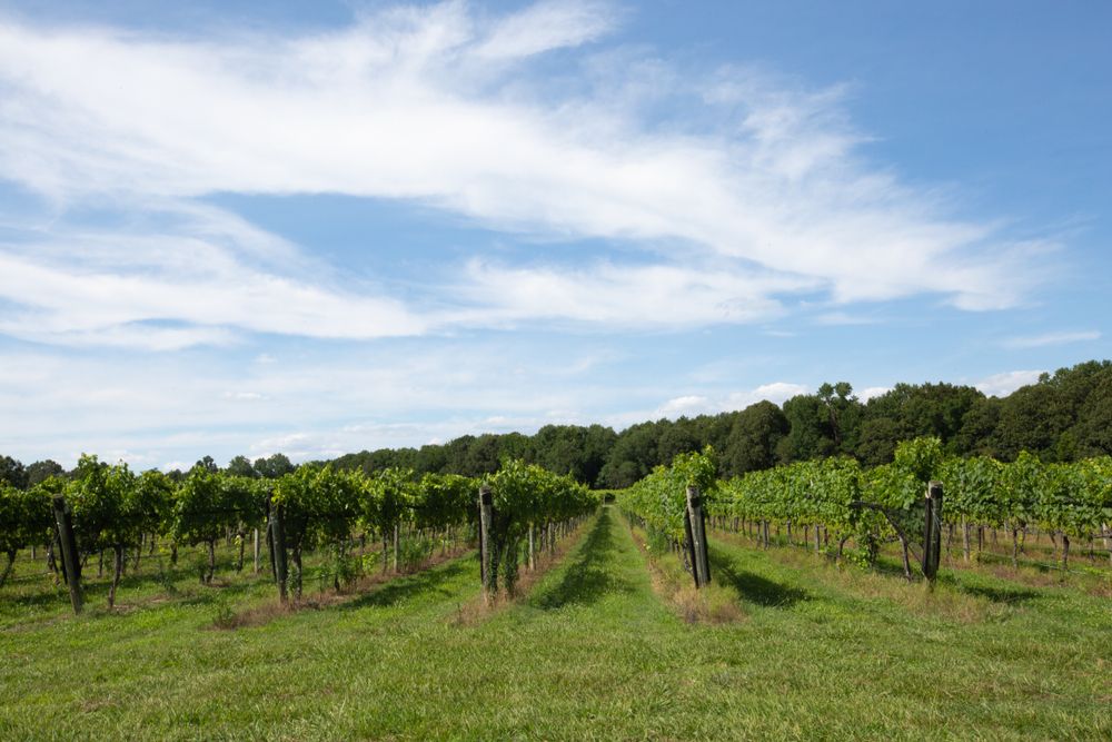 Grape field at Williamsburg Winery