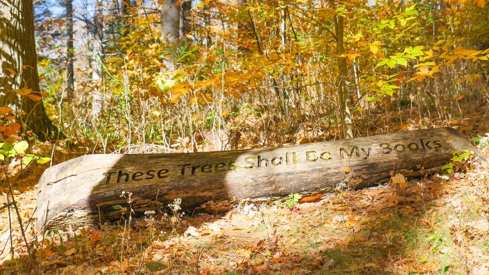 Tree log with a quote at Mount Tom