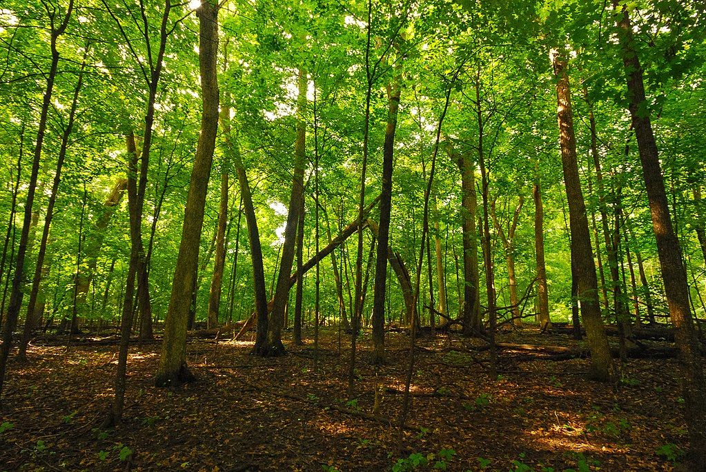 Trees at Waupun Park Maple Forest State Natural Area