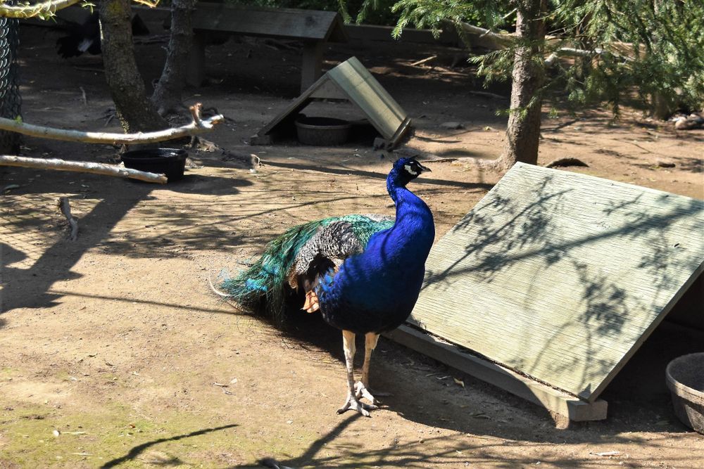 A peacock at York's Wild Kingdom