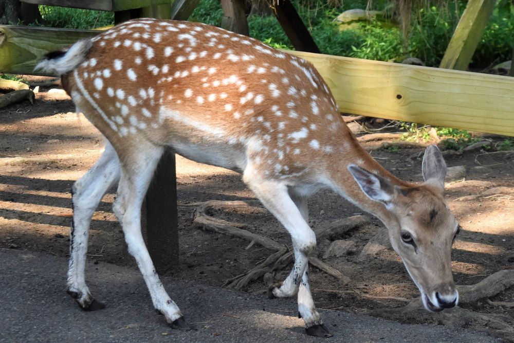 A fallow deer at York's Wild Kingdom