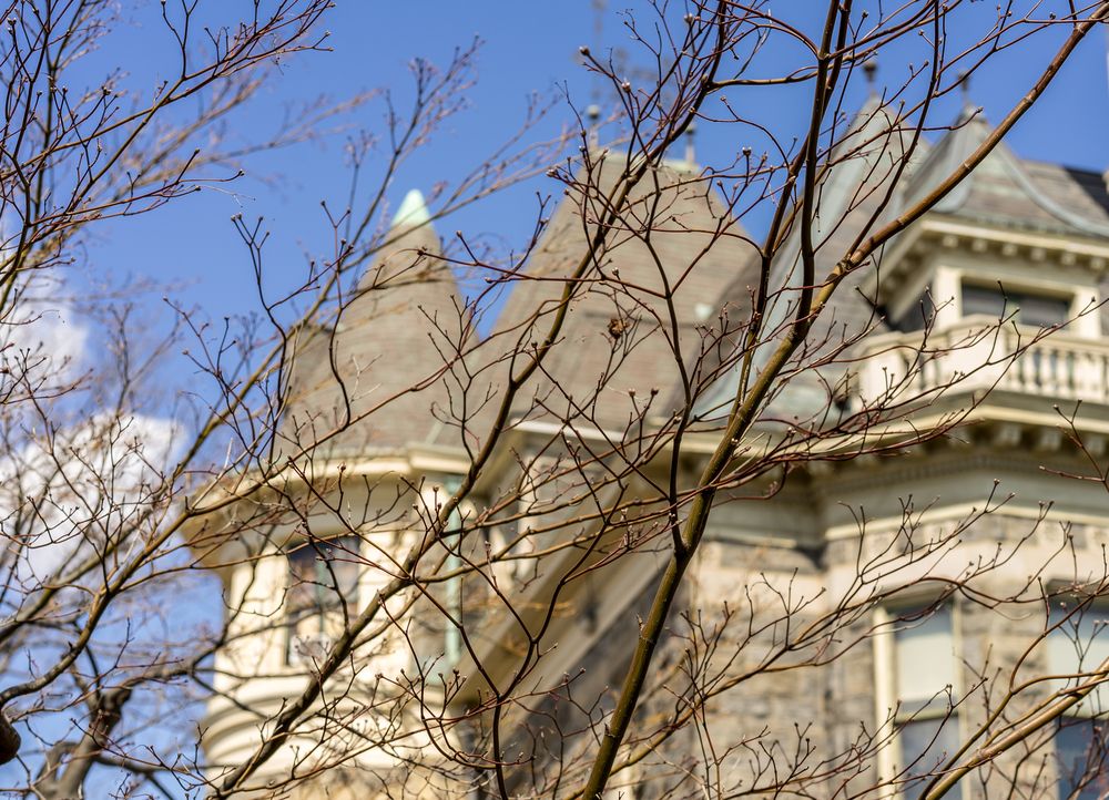 Tree near the Glenview Mansion