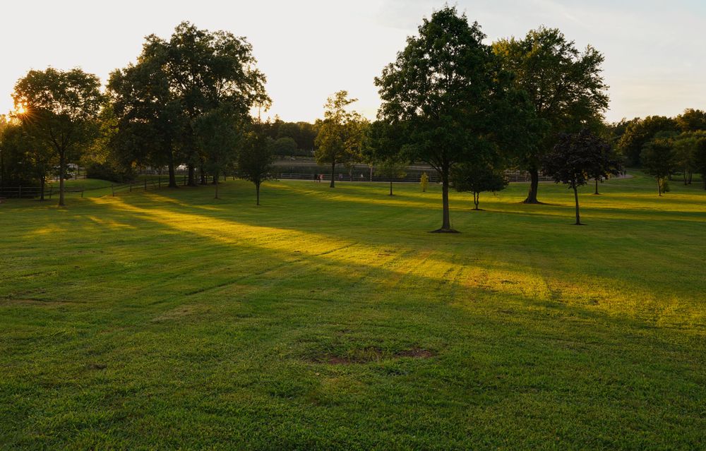 Carpeted Grass at Roosevelt Park