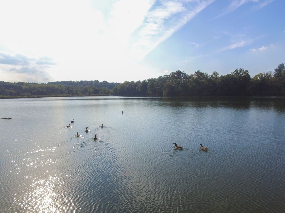 Ducks on Lake Redman