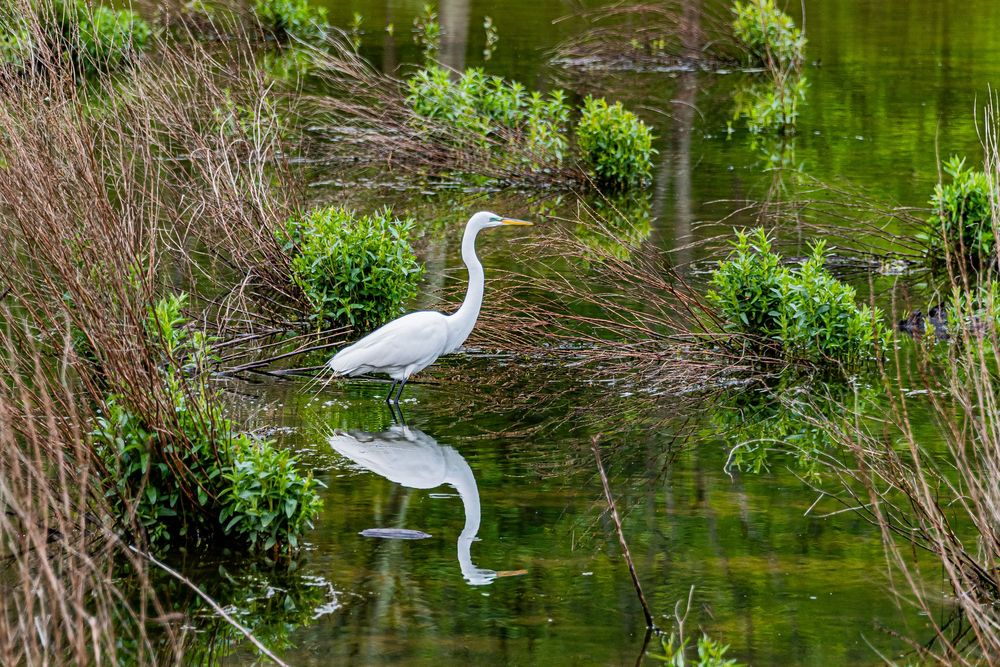 Great egret at William H. Kain County Park
