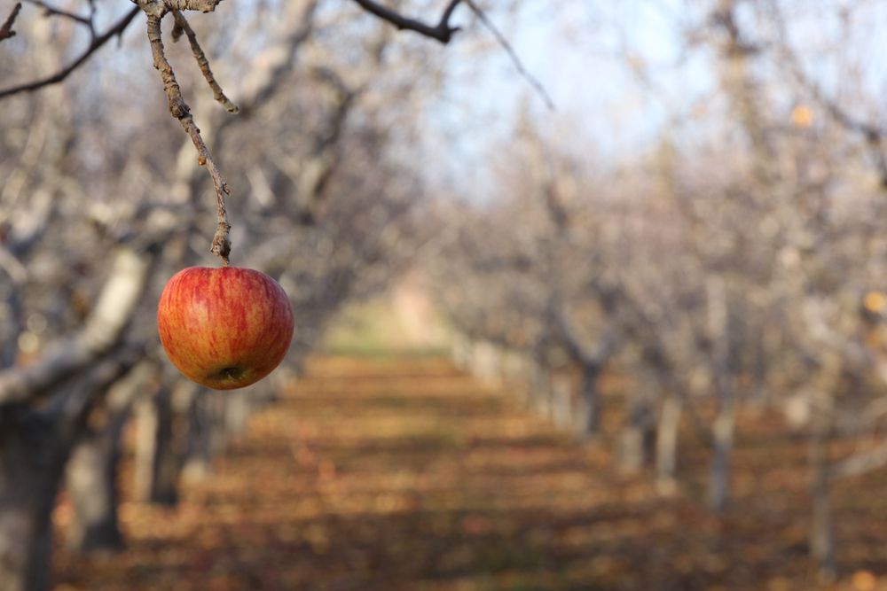 The last apple of a tree at Johnson Orchards