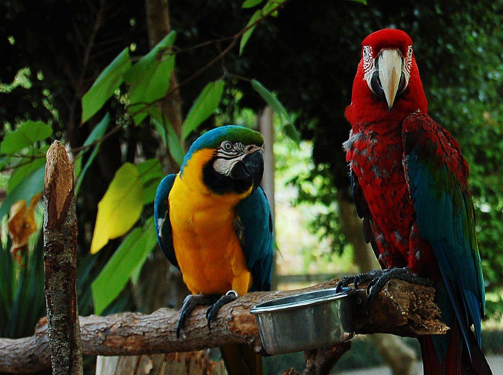 A Blue-and-yellow Macaw and a Green-winged Macaw on a piece of branch.