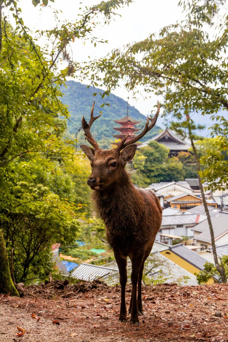 A majestic brown deer stands atop a hill with a backdrop of traditional Japanese architecture in Hiroshima during the day.
