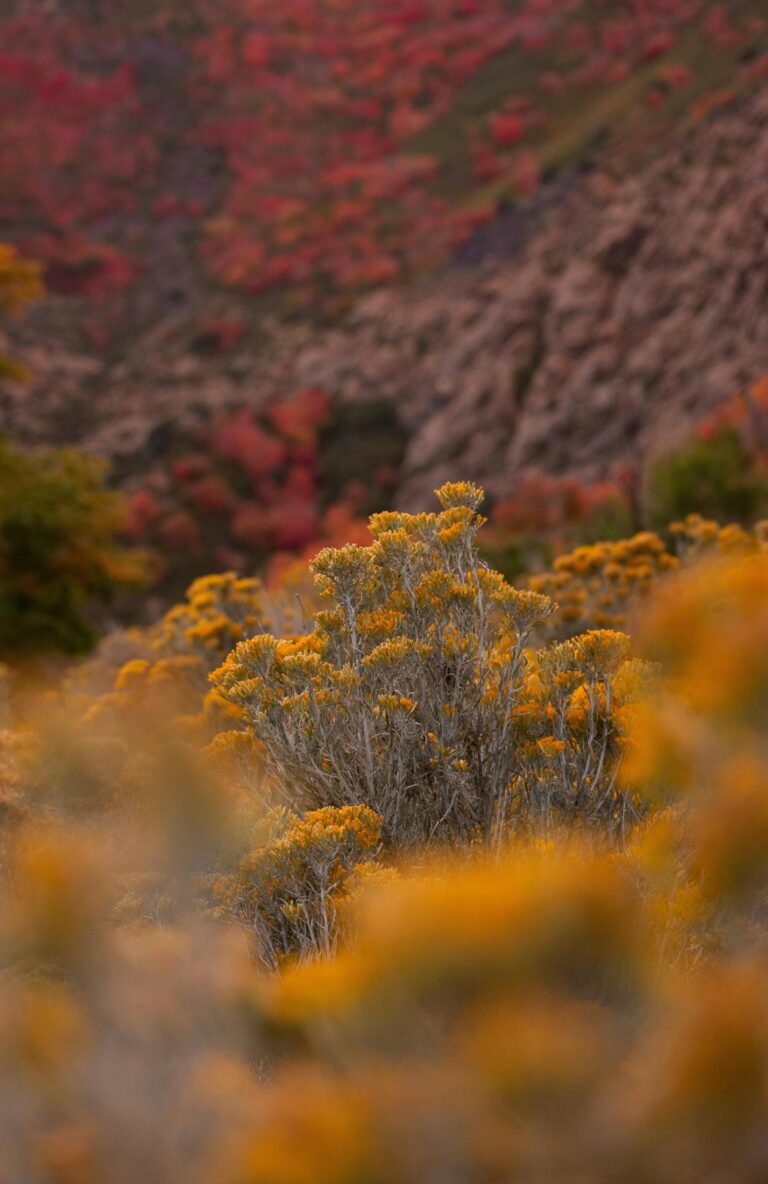 Vibrant yellow blooms adorn a shrub against the backdrop of Big Cottonwood Canyon’s autumn hues.