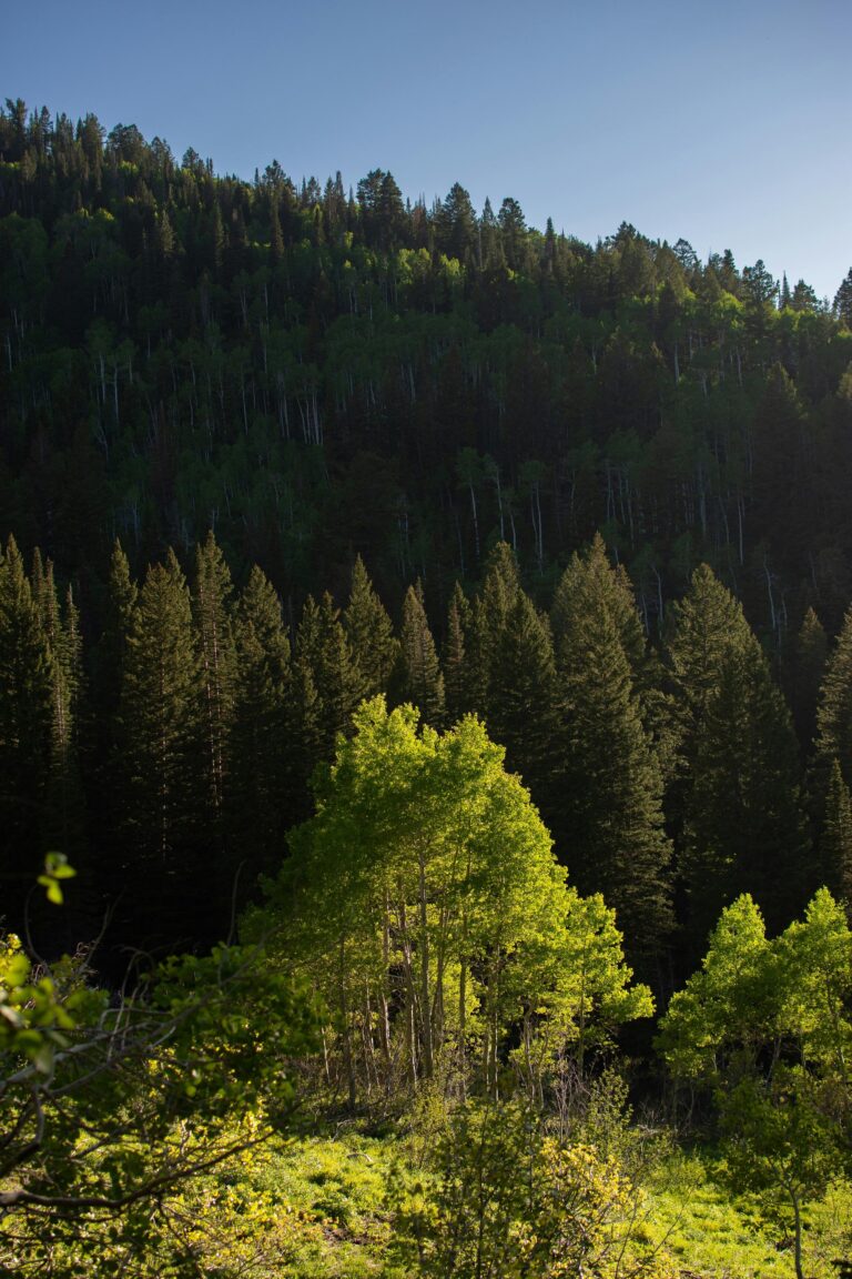 A verdant expanse of Big Cottonwood Canyon in Utah, showcasing the vibrant greenery of the forest under the sunlight.