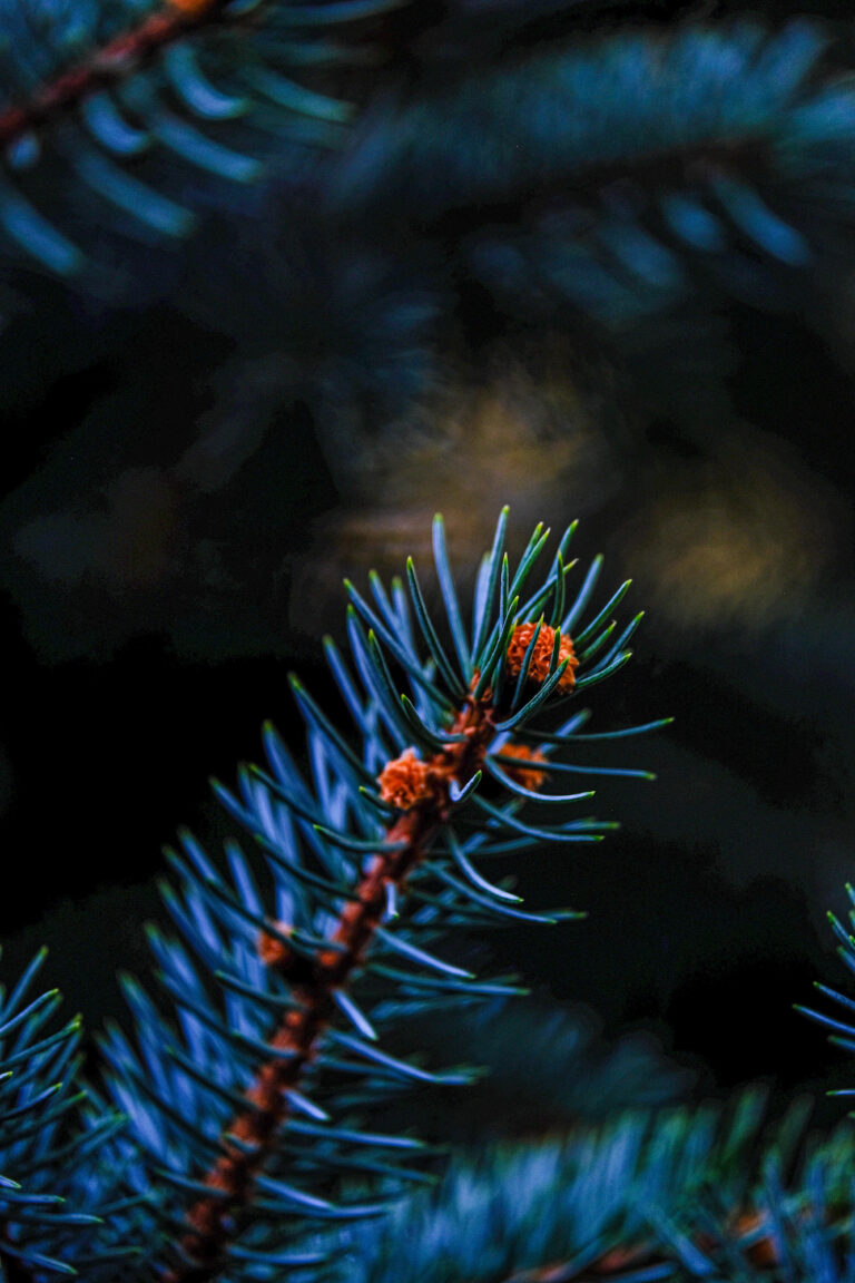 A close-up view of vibrant pine needles with emerging cones, capturing the serene beauty of Lower Bell Canyon Reservoir’s natural flora.