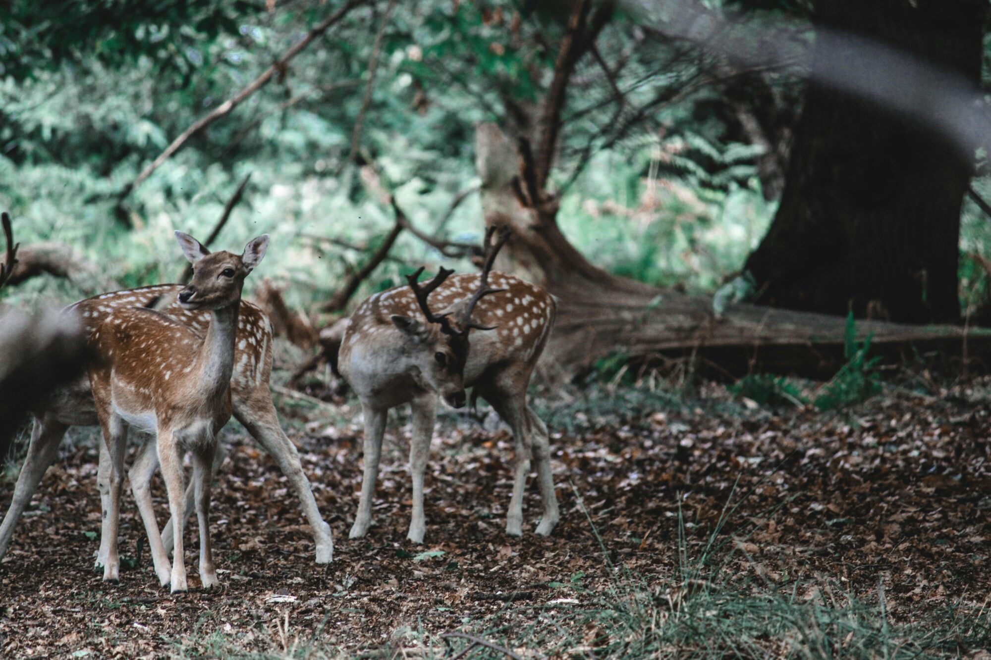 Richmond Park